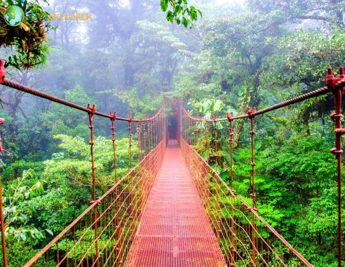 Monteverde Rainforest (Costa Rica) Monteverde Rainforest (Costa Rica)