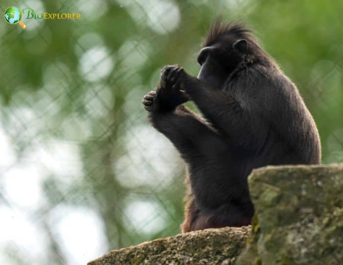 Moor Macaque 