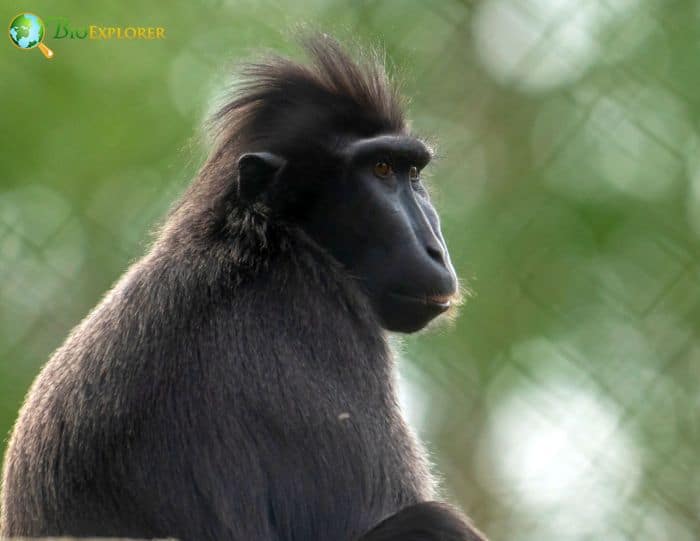 Moor Macaque Moor Macaque