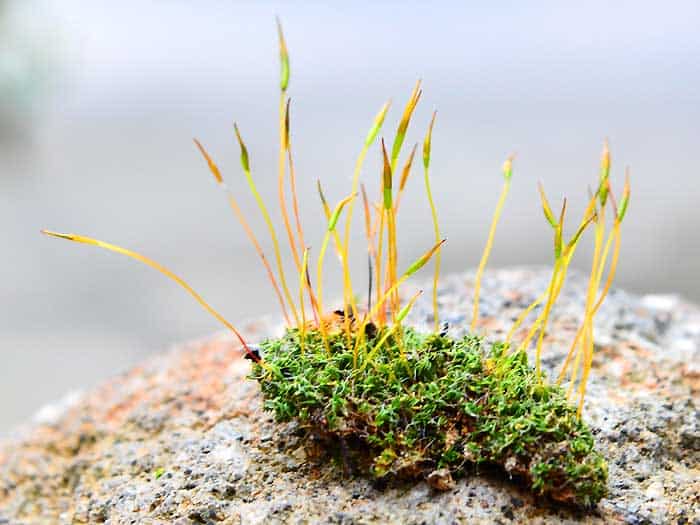 Moss Exhibiting Both Gametophytes and Sporophytes