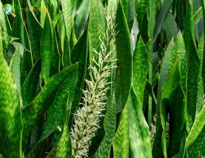 Mother In Law Tongue Flowers