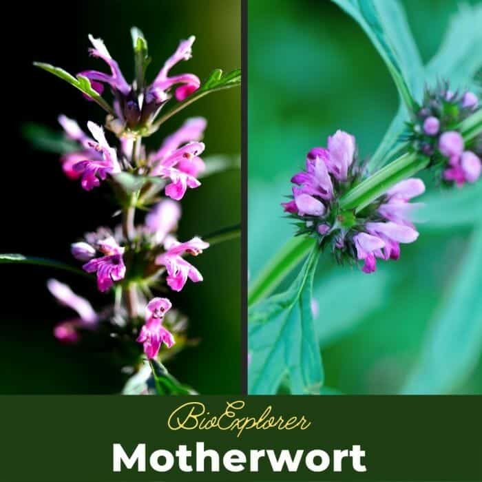 Motherwort