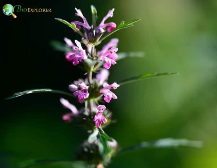 Motherwort