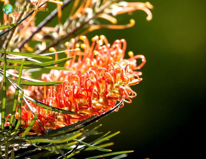 Mount Finke Grevillea Mount Finke Grevillea