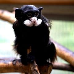 black-chested mustached tamarin black-chested mustached tamarin
