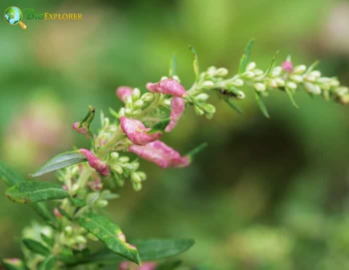 Mugwort Blooms