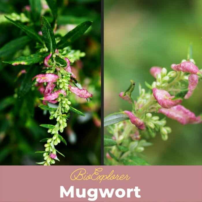 Mugwort