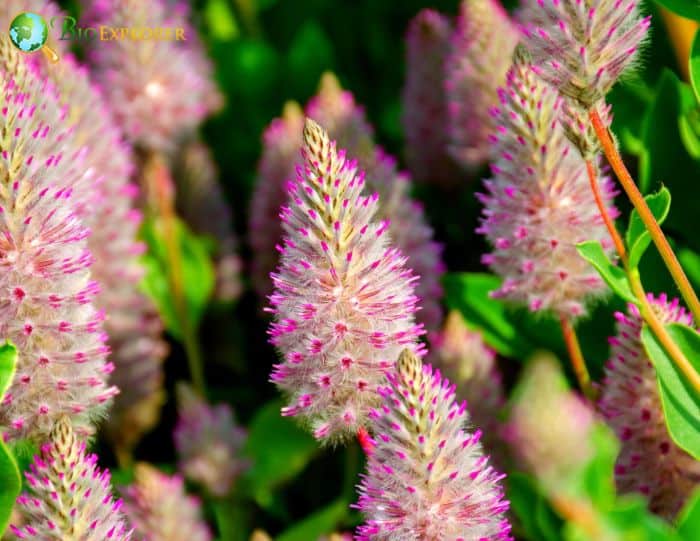 Mulla Mulla Flowers Mulla Mulla Flowers