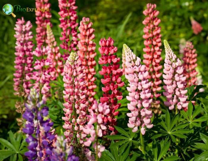 Multicolor Lupine Flowers