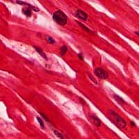 Muscle cells Muscle cells