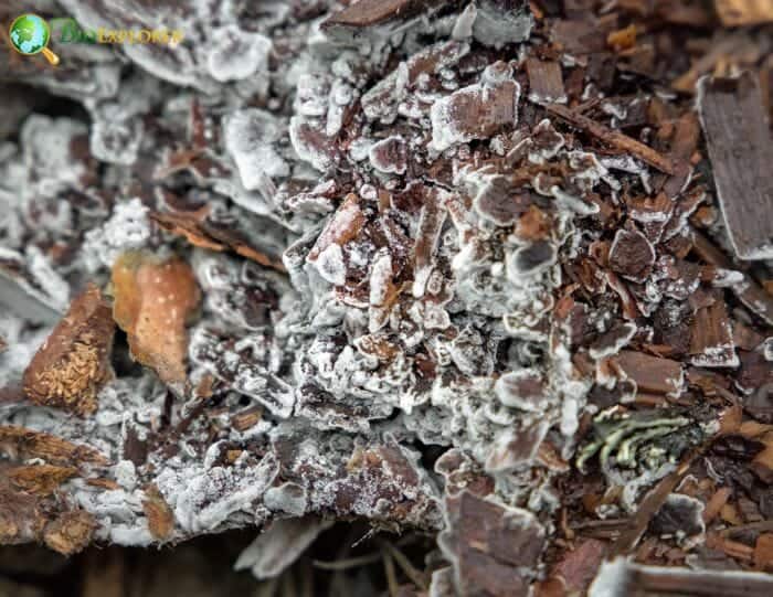 Mycorrhiza In Ericales Mycorrhiza In Ericales