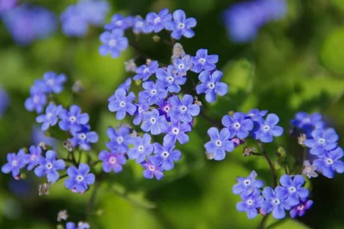 Myosotis Sylvatica