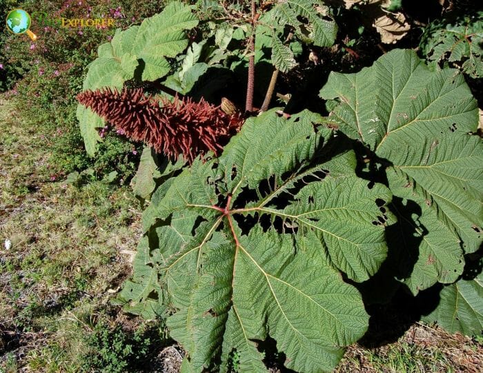 Myrothamnaceae Myrothamnaceae