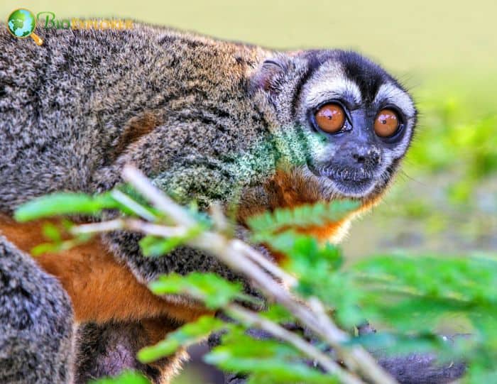 Nancy Mas Night Monkey Nancy Mas Night Monkey