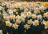 The 25 Most Captivating Narcissus Flowers You Need to Know! the history of cell biology worksheet