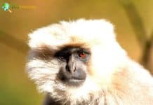 Gray Monkeys