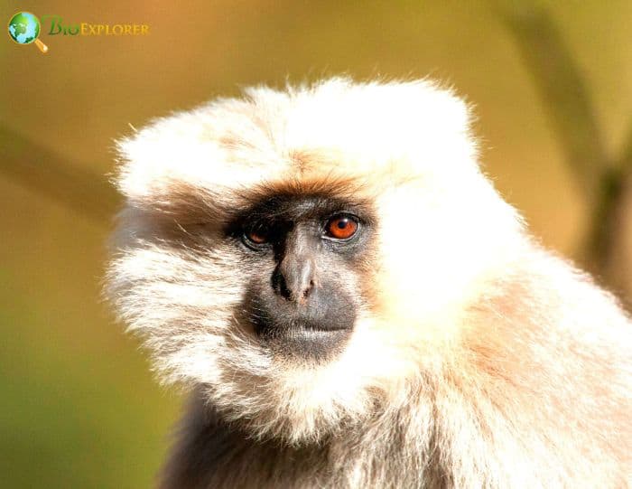 Nepal Gray Langur Nepal Gray Langur