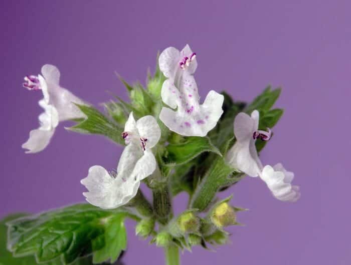 Nepeta Cataria