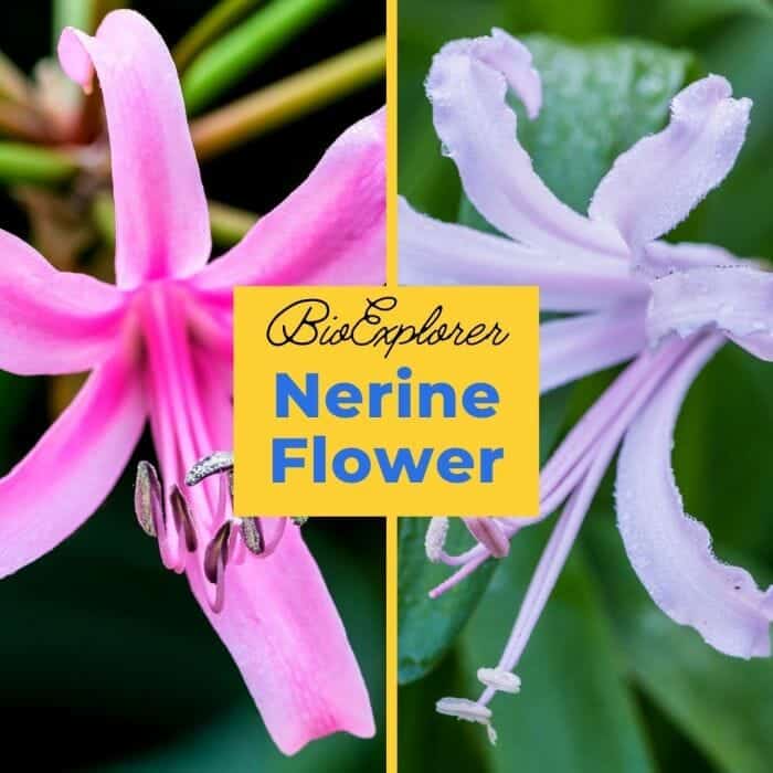 Nerine