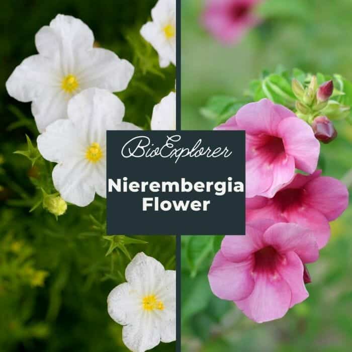 Nierembergia