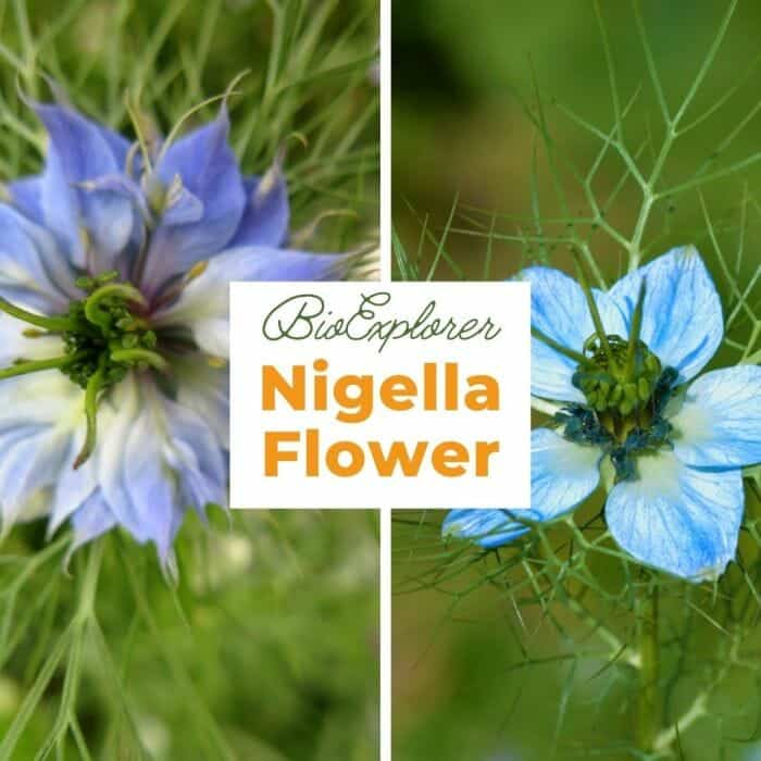 Nigella