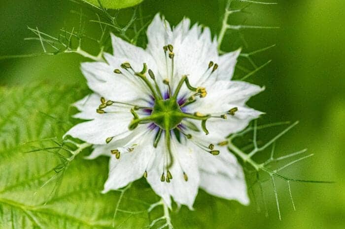 Nigella Damascena