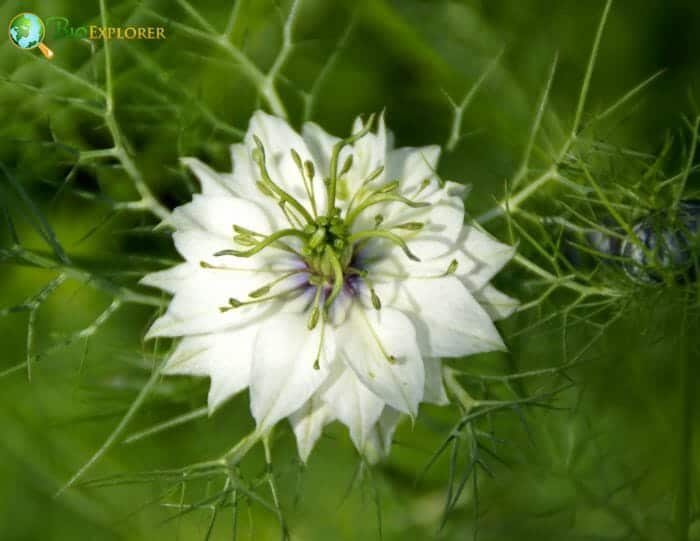 Nigella Flowers