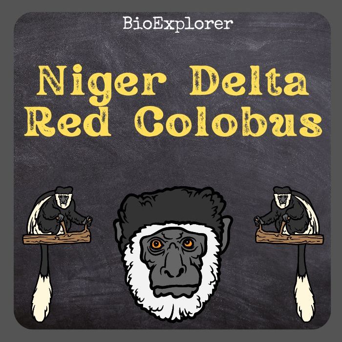 Niger Delta Red Colobus