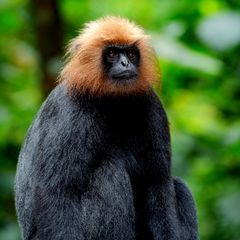 Hooded leaf monkey Hooded leaf monkey