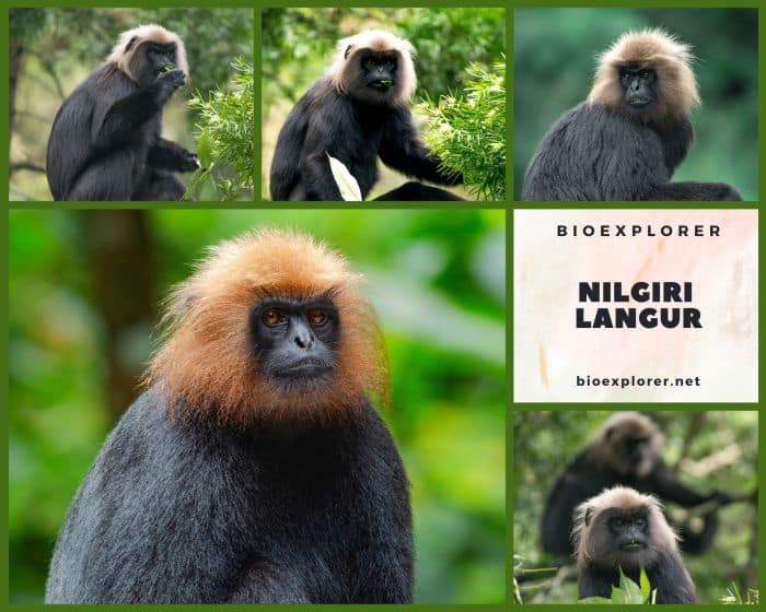 Nilgiri Langur