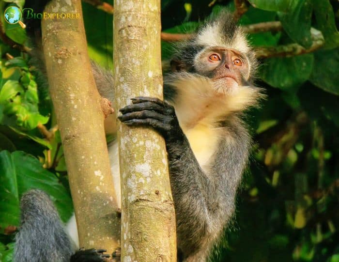 North Sumatran Leaf Monkey North Sumatran Leaf Monkey