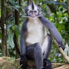 North Sumatran leaf monkey North Sumatran leaf monkey