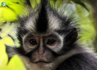 Monkeys Starting with N | Monkey Names Begin with N | BioExplorer Monkeys Starting with N | Monkey Names Begin with N | BioExplorer