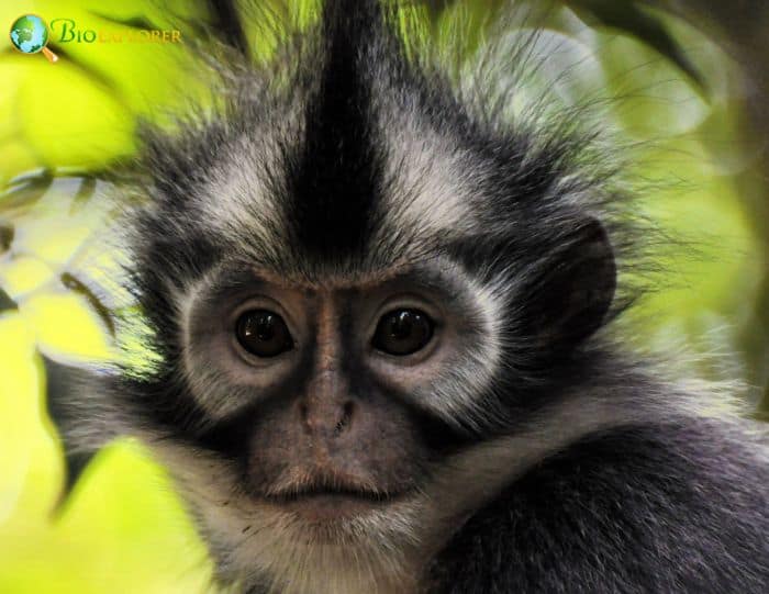 North Sumatran Leaf Monkey North Sumatran Leaf Monkey
