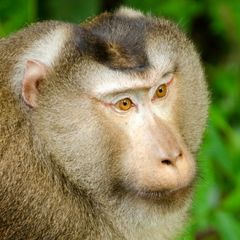 Northern Pig-tailed Macaque Northern Pig-tailed Macaque