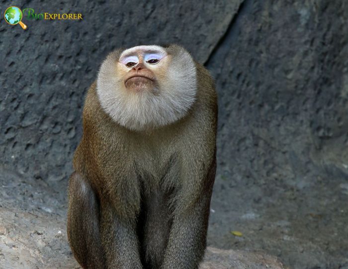 Northern Pig Tailed Macaque Northern Pig Tailed Macaque