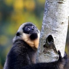 Northern Yellow-cheeked Crested Gibbon Northern Yellow-cheeked Crested Gibbon