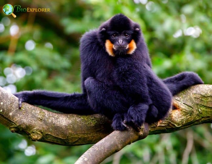 Northern Buffed Cheeked Gibbon Northern Buffed Cheeked Gibbon