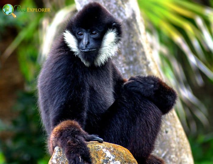 Northern White Cheeked Gibbon Northern White Cheeked Gibbon