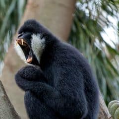 Northern White-cheeked Crested Gibbon Northern White-cheeked Crested Gibbon