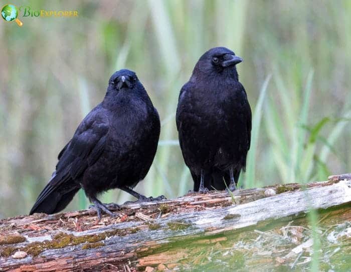 Rooks are very social birds and best scavengers