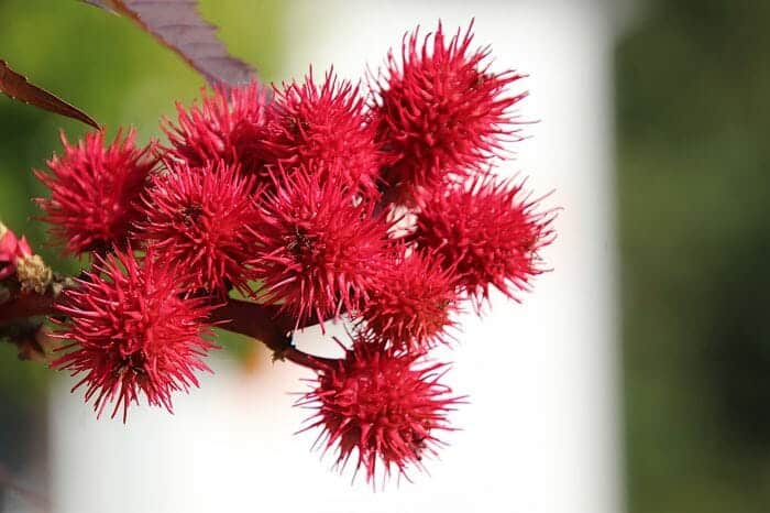 Nsogasoga Flower