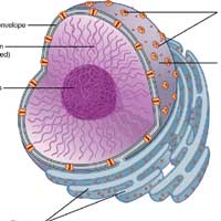 Nucleus Nucleus