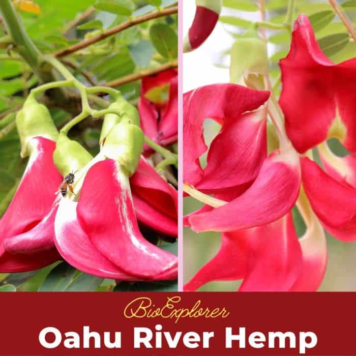 Oahu River Hemp