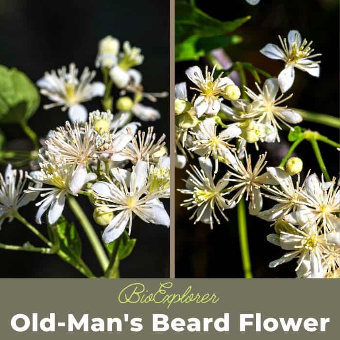 Old Man's Beard