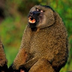 Olive Baboon Olive Baboon