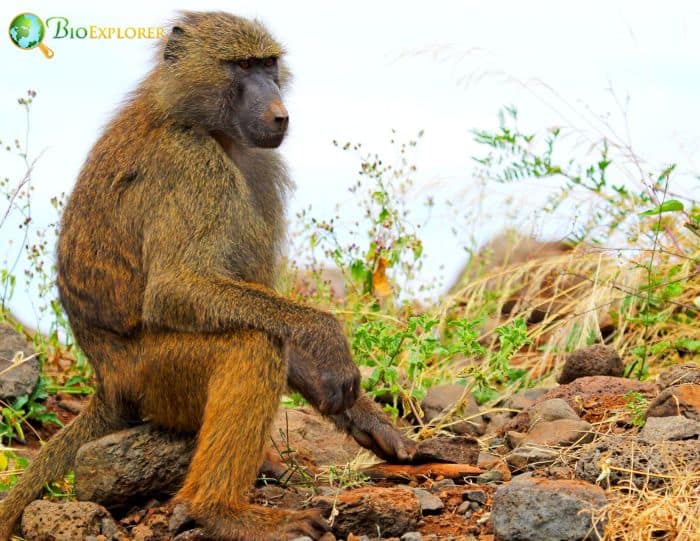 Olive Baboon Olive Baboon