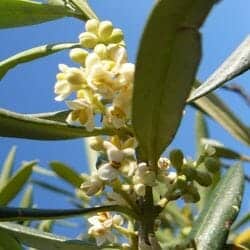 Olive flower (Oleaceae) Olive flower (Oleaceae)