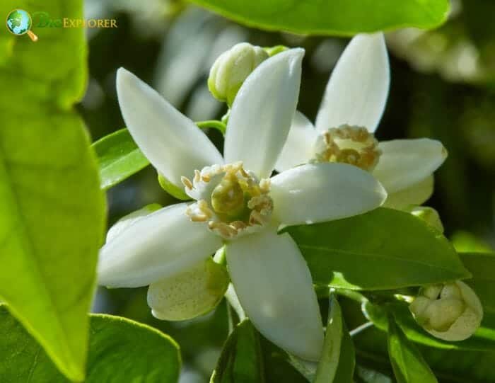 Orange Blossom Flower, Citrus sinensis