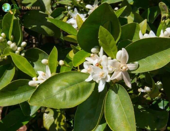 Orange Blossom